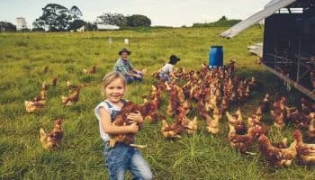 Boy caring for chickens on the farm
